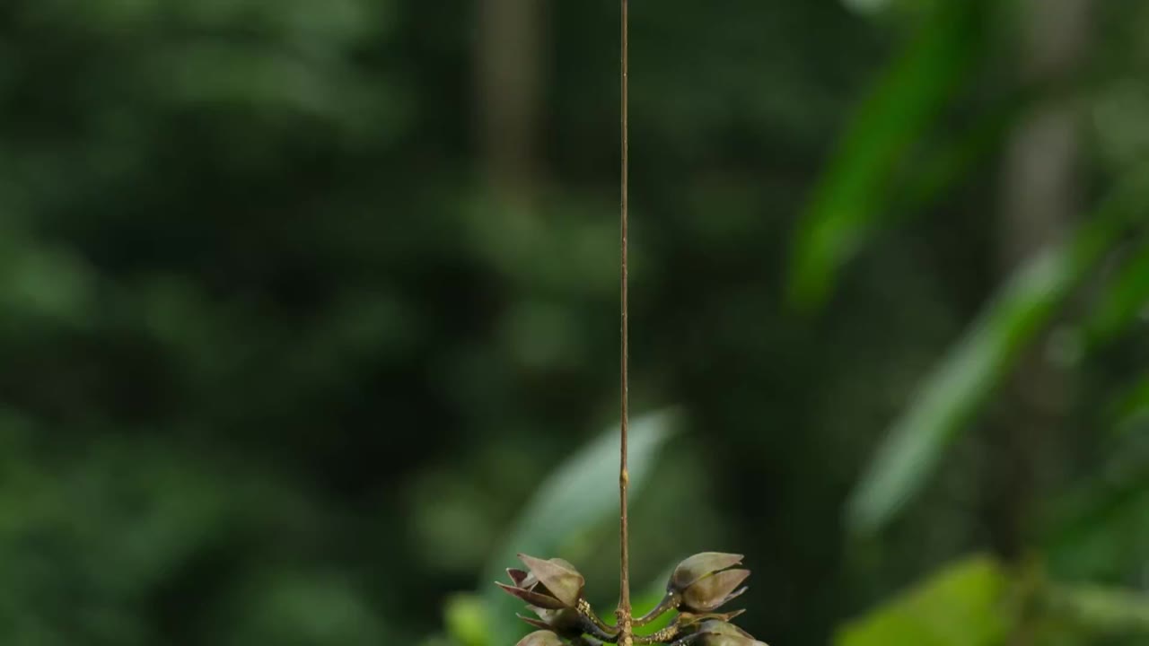 Hành Tinh Xanh tập 1 cảnh 3