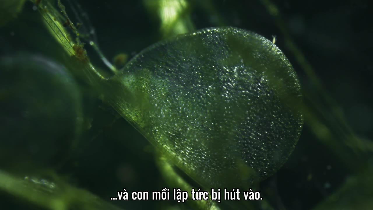 Hành Tinh Xanh tập 2 cảnh 2
