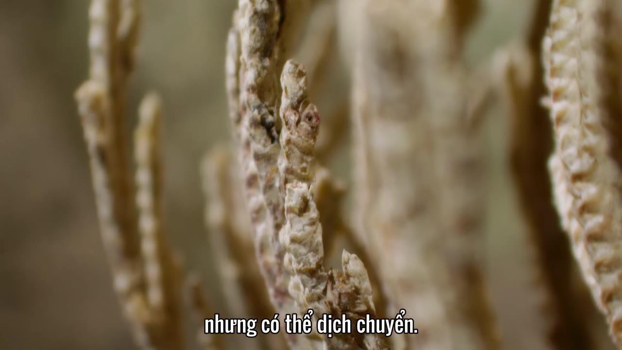 Hành Tinh Xanh tập 4 cảnh 2