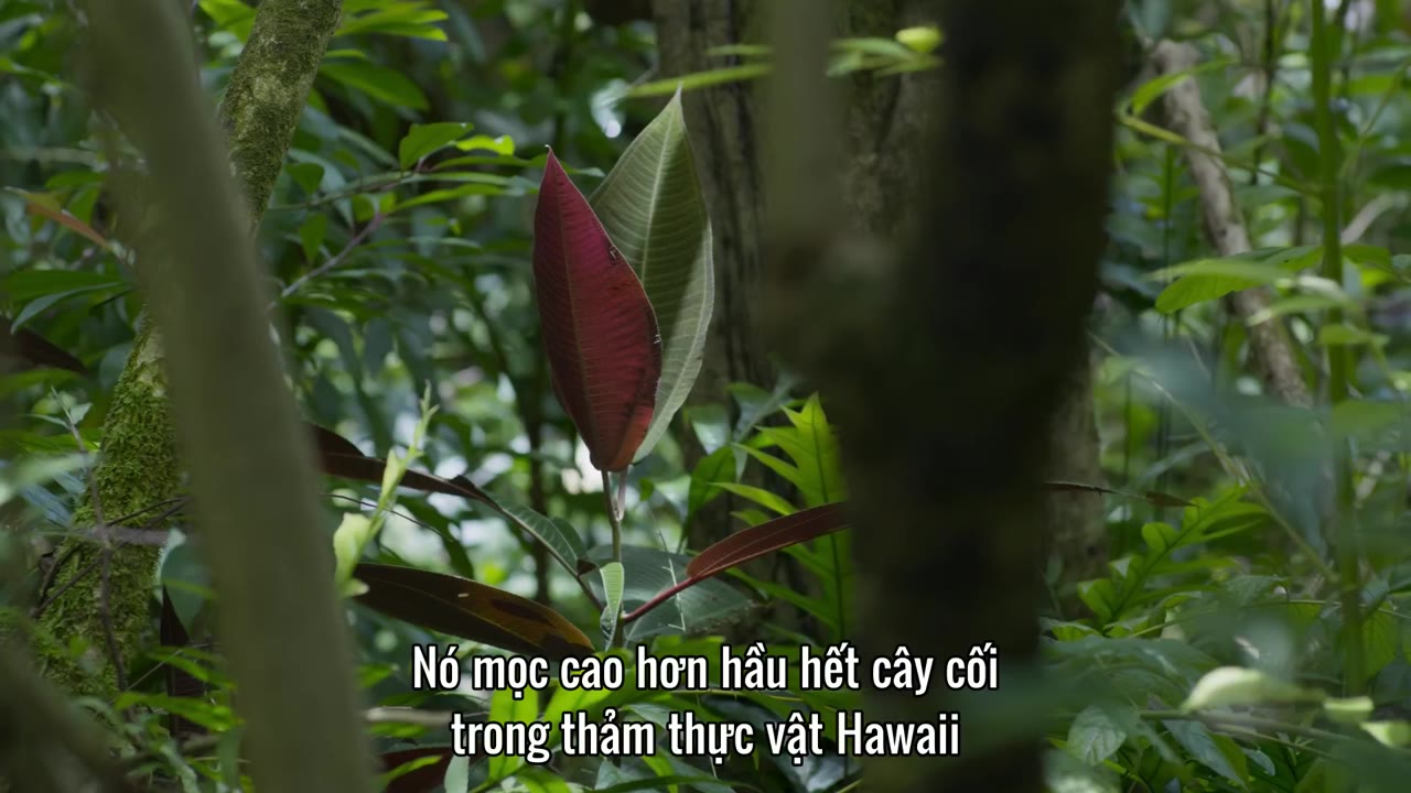 Hành Tinh Xanh tập 5 cảnh 2