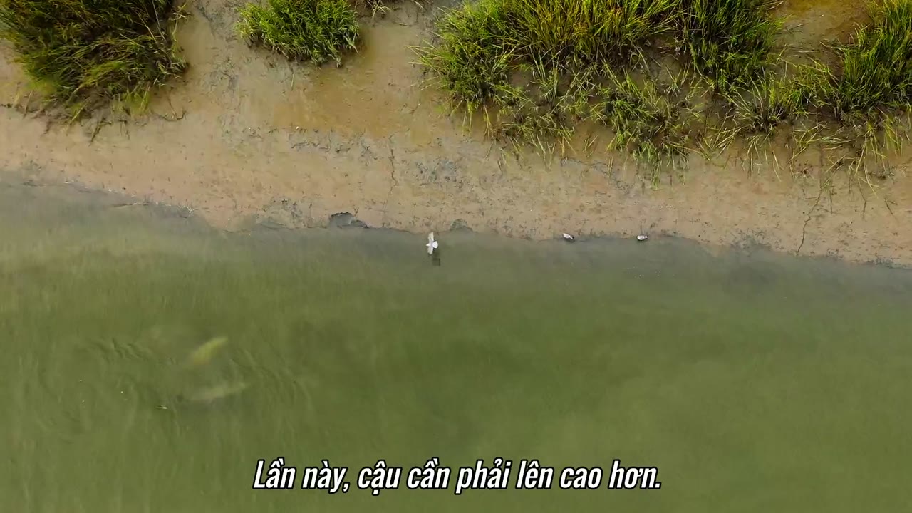 Động vật chào đời tập 8 cảnh 2