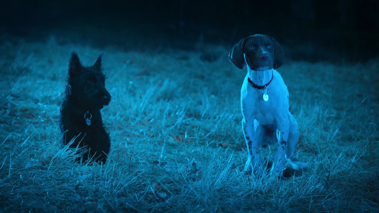 Super PupZ: Những chú cún siêu năng tập 4 cảnh 3