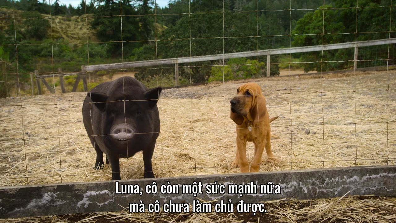Super PupZ: Những chú cún siêu năng tập 6