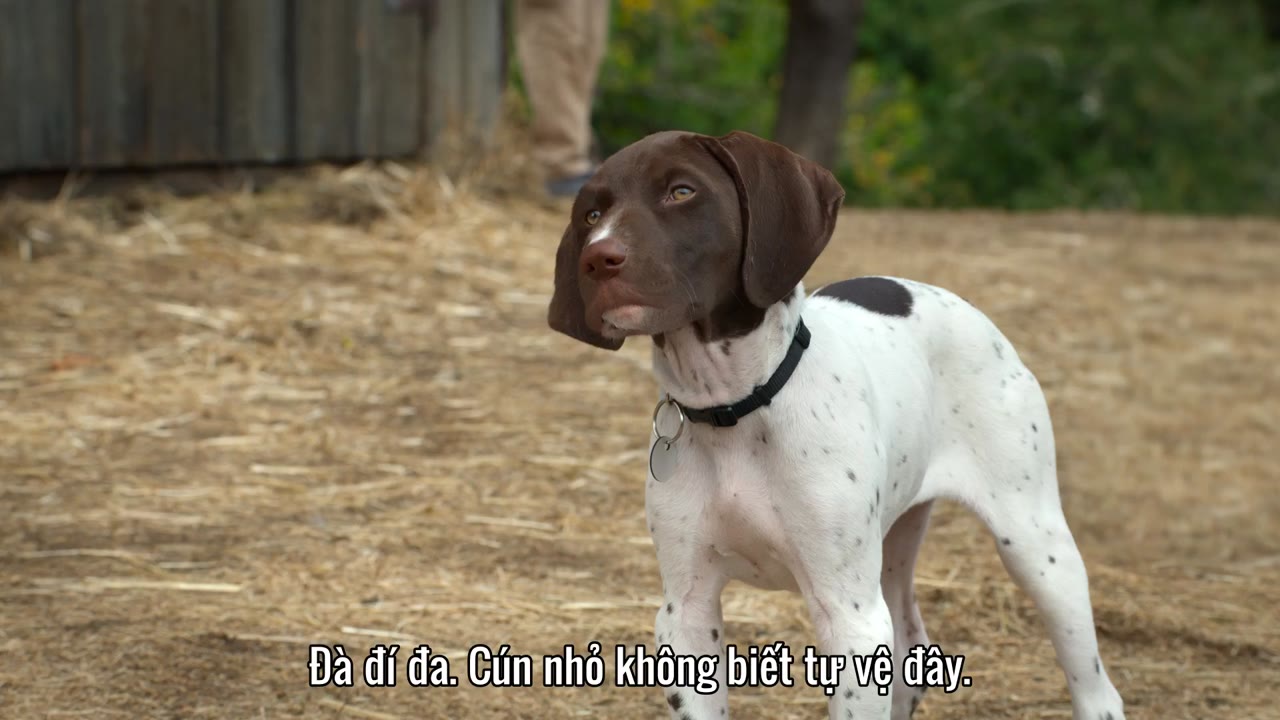 Super PupZ: Những chú cún siêu năng tập 6 cảnh 2