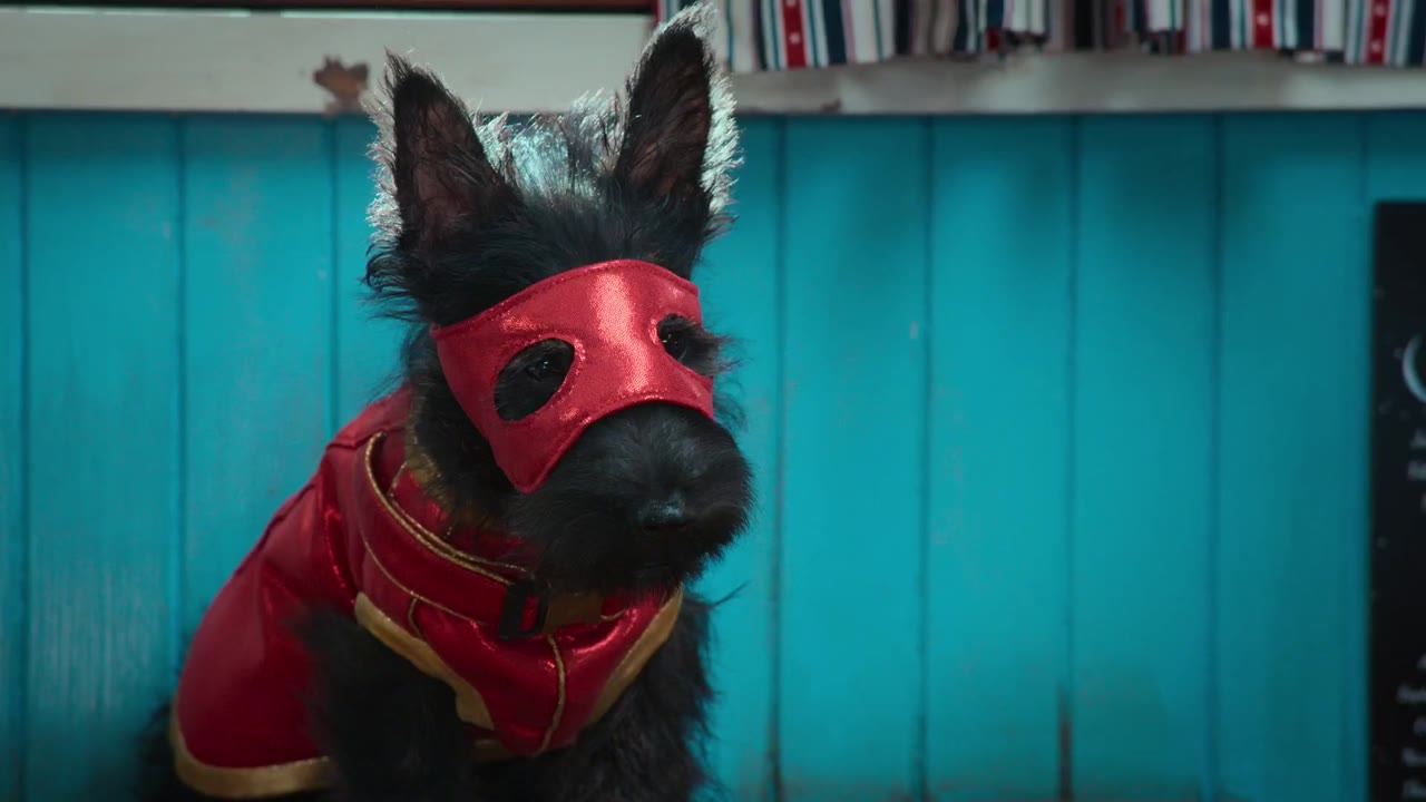 Super PupZ: Những chú cún siêu năng tập 8