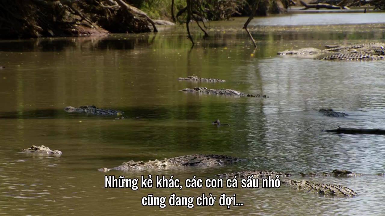 Săn Mồi tập 1 cảnh 2