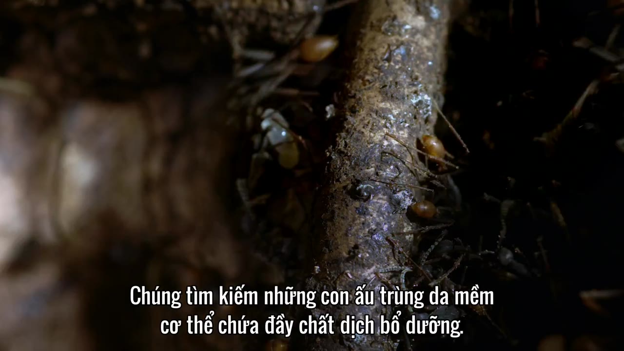 Săn Mồi tập 3 cảnh 3