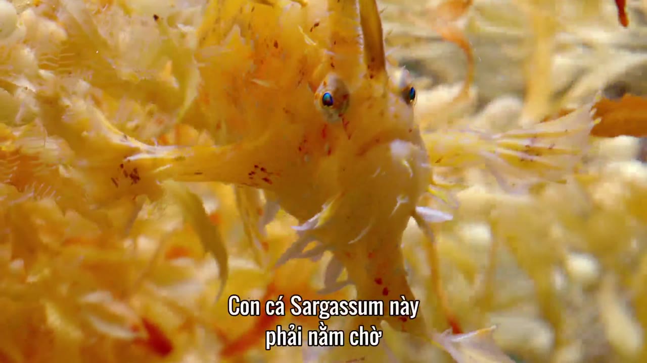 Săn Mồi tập 4