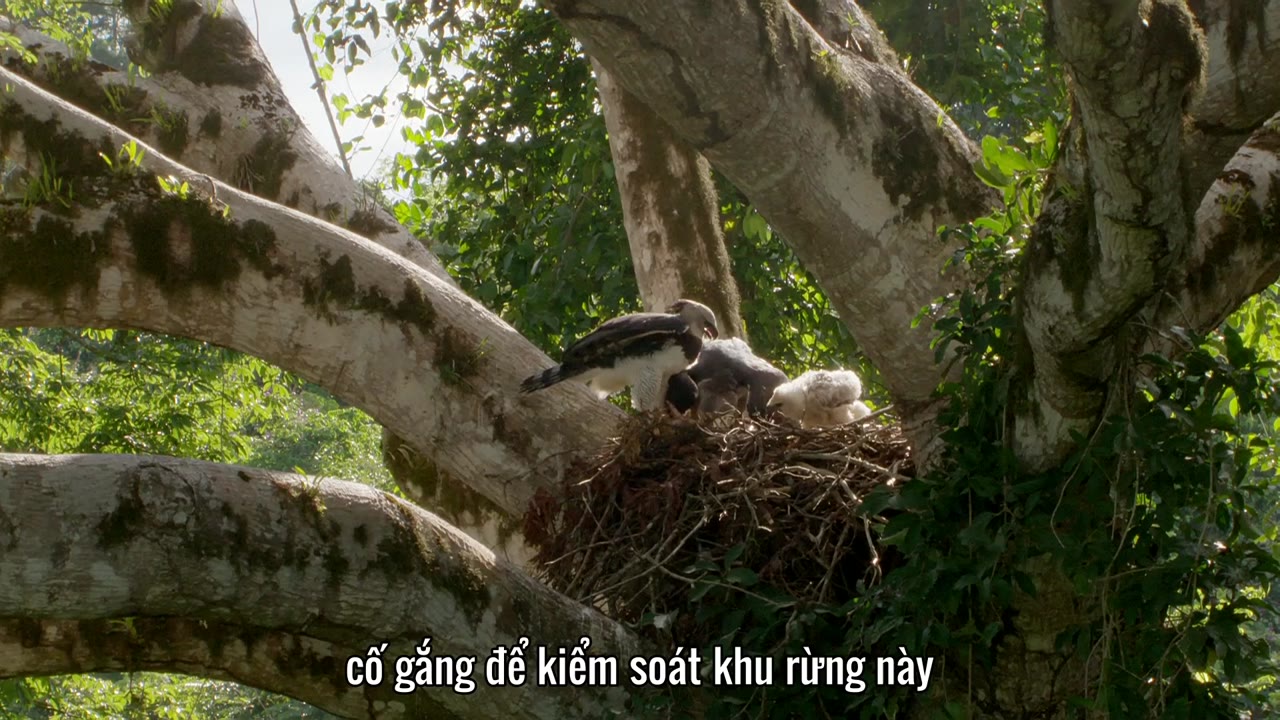 Săn Mồi tập 7