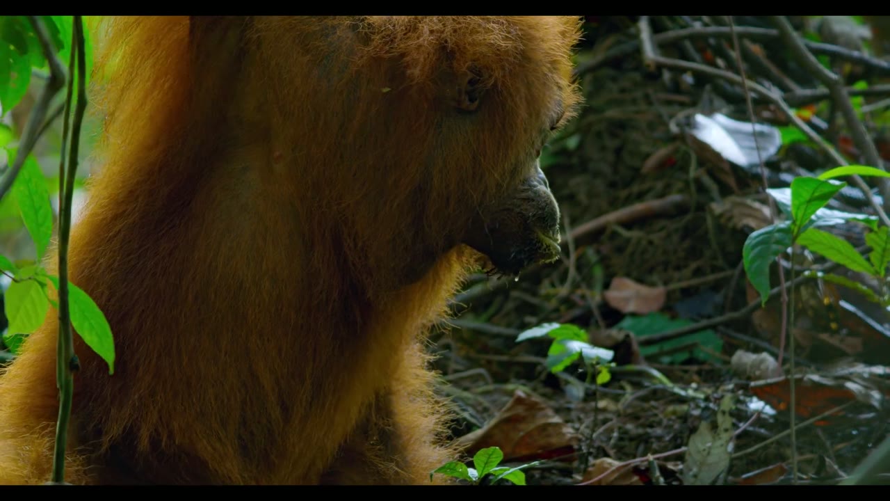Orangutan tập 1 cảnh 2