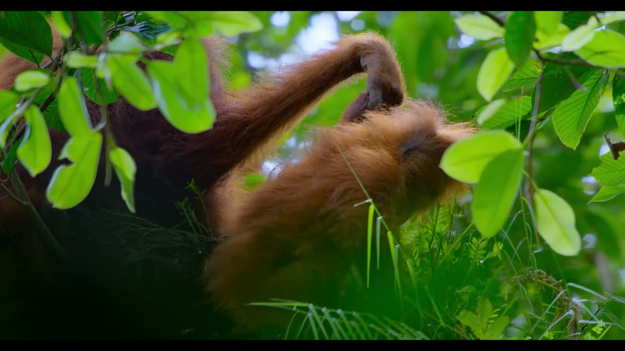 Orangutan tập 1 cảnh 3