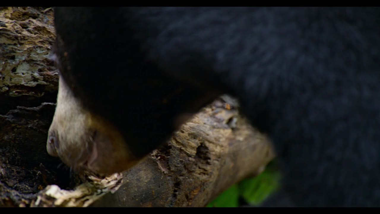 Orangutan - cảnh 1