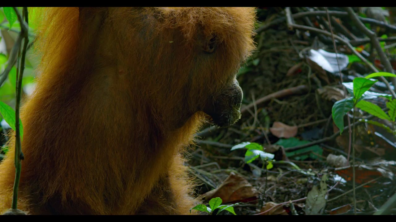 Orangutan - cảnh 2