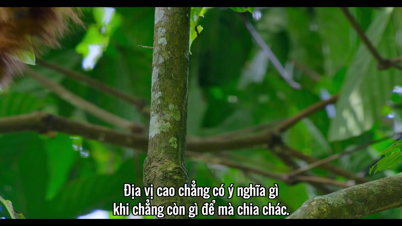 Orangutan - cảnh 3