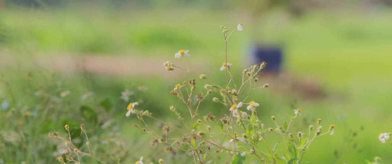 Hoa Mùa Hạ tập 9 cảnh 2
