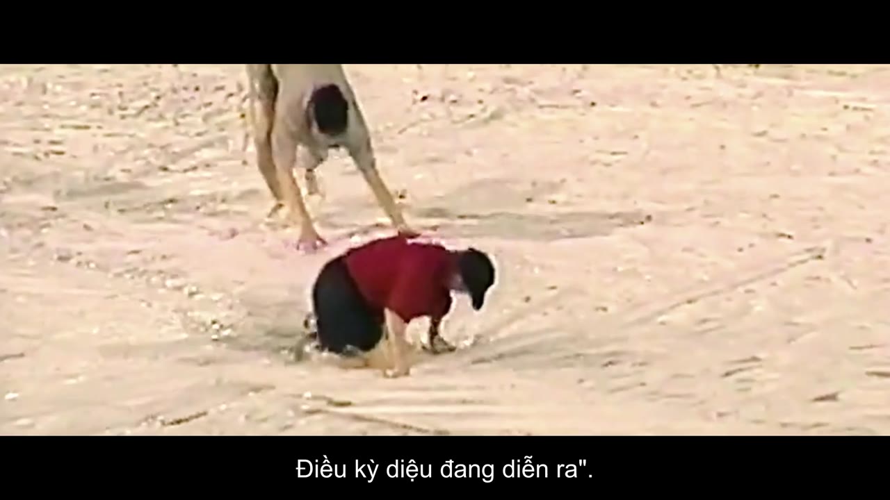 Gia đình Veeck: Người trao cơ hội thứ hai tập 1 cảnh 2