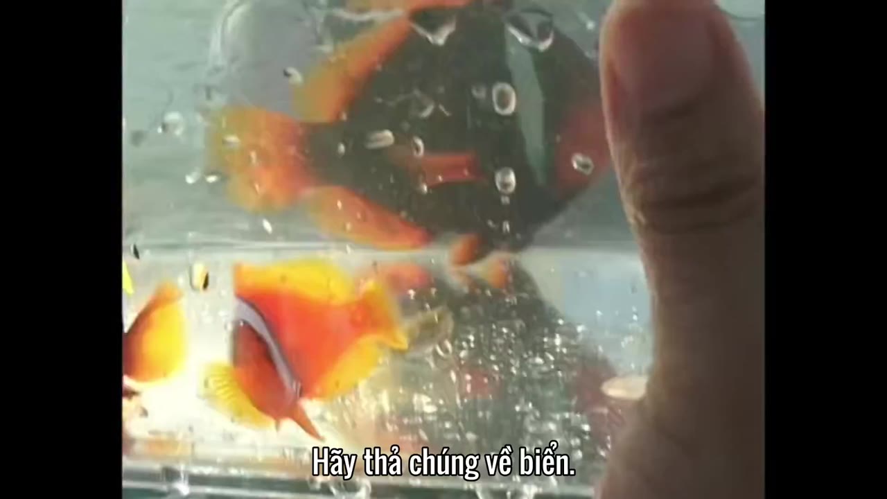 Bạn Thích Thư Tư Của Mình Như Thế Nào? (Phần 14) tập 2 cảnh 3