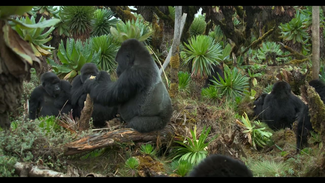 Hành Trình Của Khỉ Đột – Qua Giọng Kể David Attenborough tập 1 cảnh 2