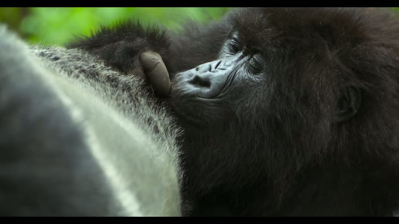 Hành Trình Của Khỉ Đột – Qua Giọng Kể David Attenborough tập 1 cảnh 3