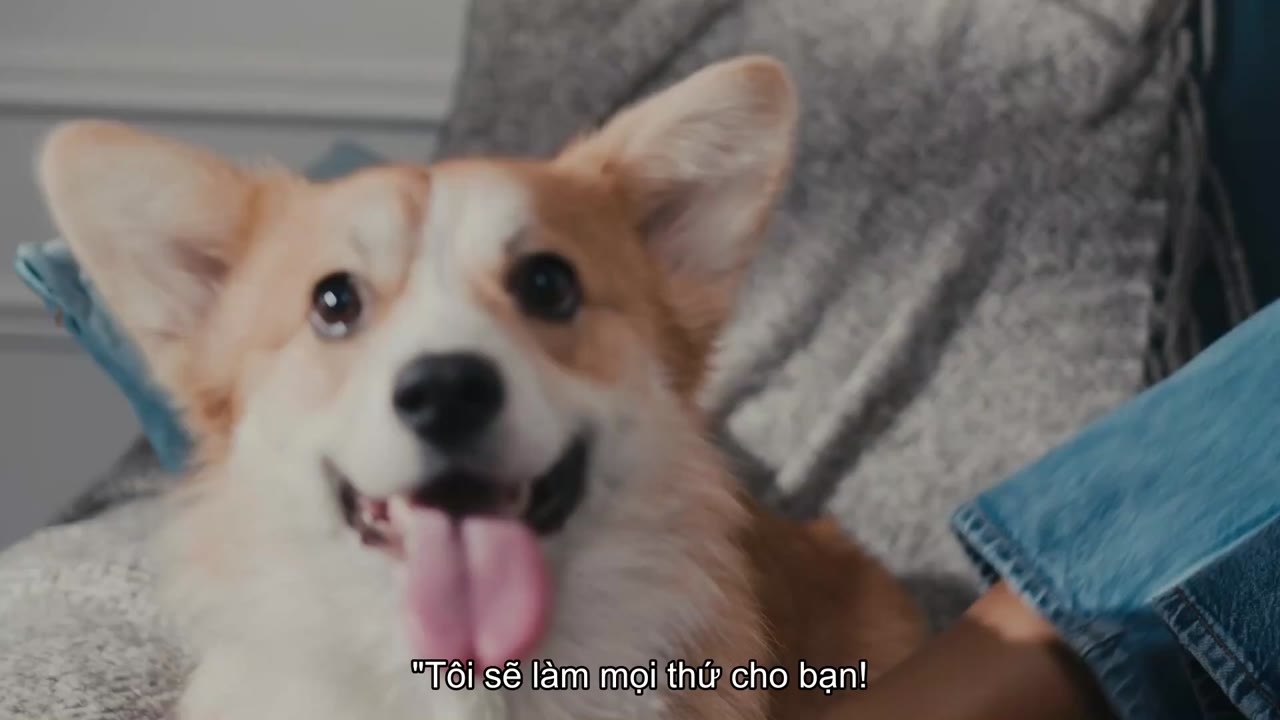 Những chú mèo nghĩ gì tập 1