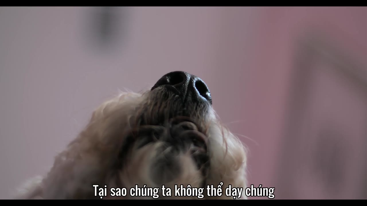 Những Chú Chó tập 1