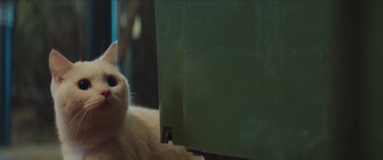 Meow, Chàng Trai Bí Ẩn tập 2 cảnh 2
