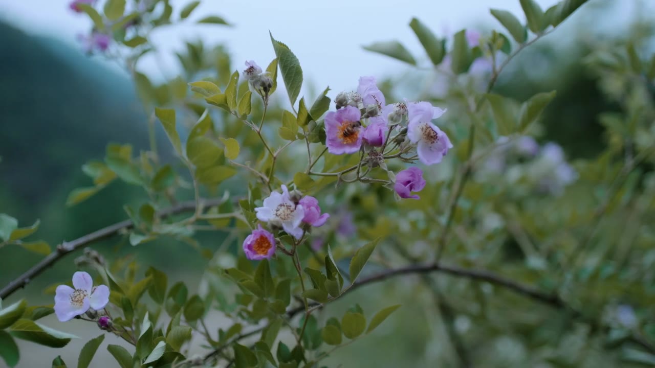 Trần Tình Lệnh tập 50 cảnh 2