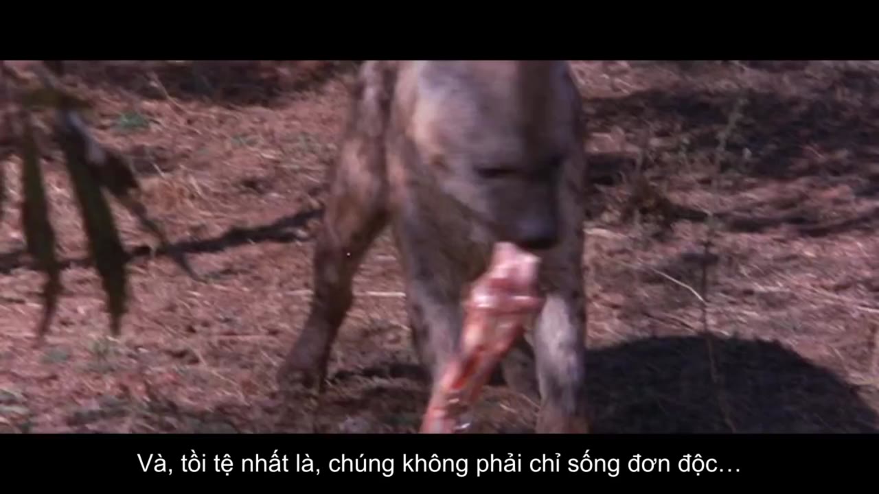 Thế Giới Loài Vật Sống Động tập 1