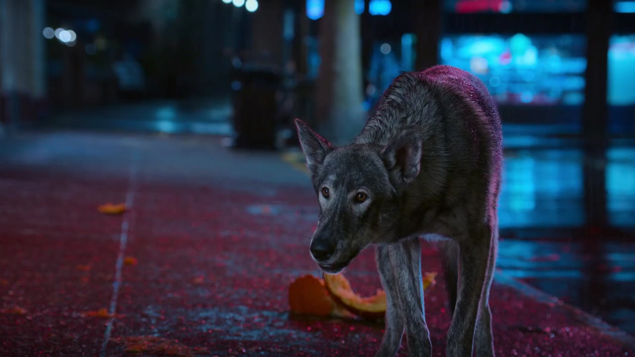 Phantom Pups (Phần 1) tập 10