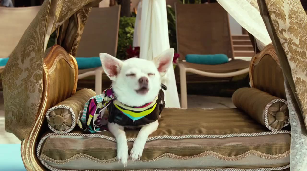 Những Chú Chó Chihuahua 3 tập 1