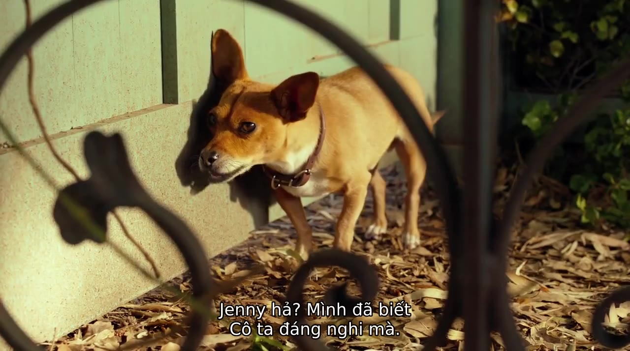 Những Chú Chó Chihuahua 3 tập 1 cảnh 2