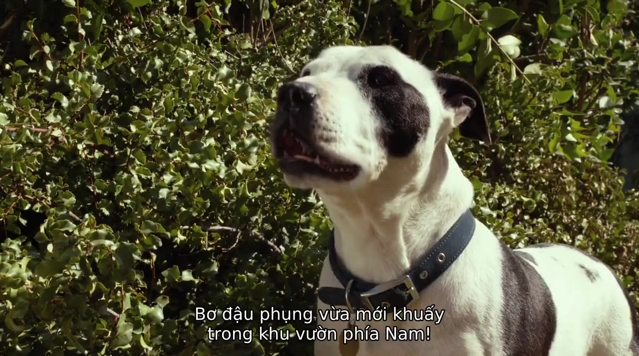 Những Chú Chó Chihuahua 3 tập 1 cảnh 3