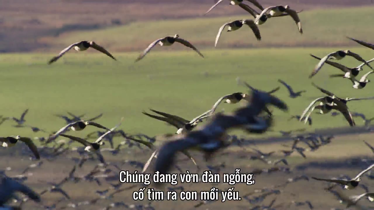 Quần Đảo Anh Hoang Dã tập 1 cảnh 2