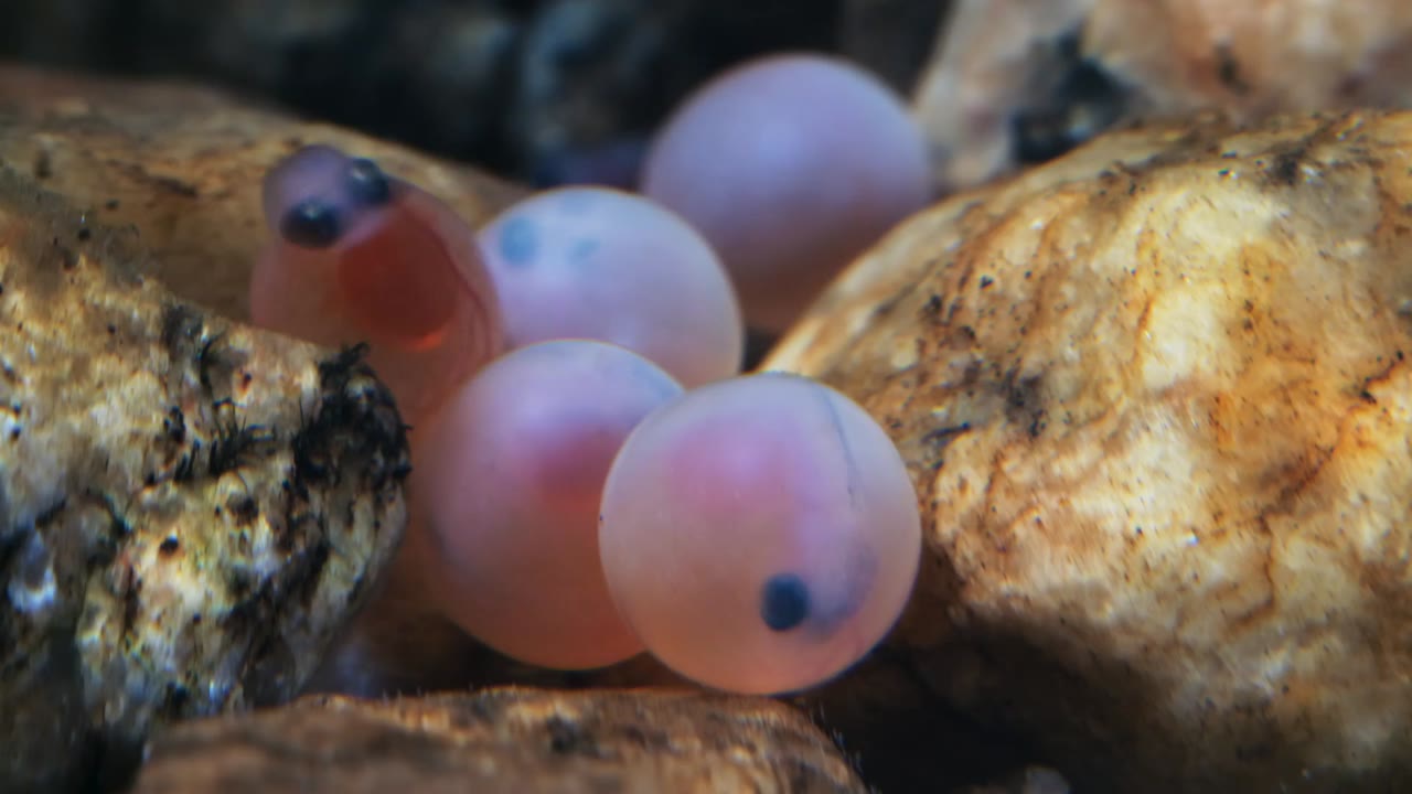 Quần Đảo Anh Hoang Dã tập 4