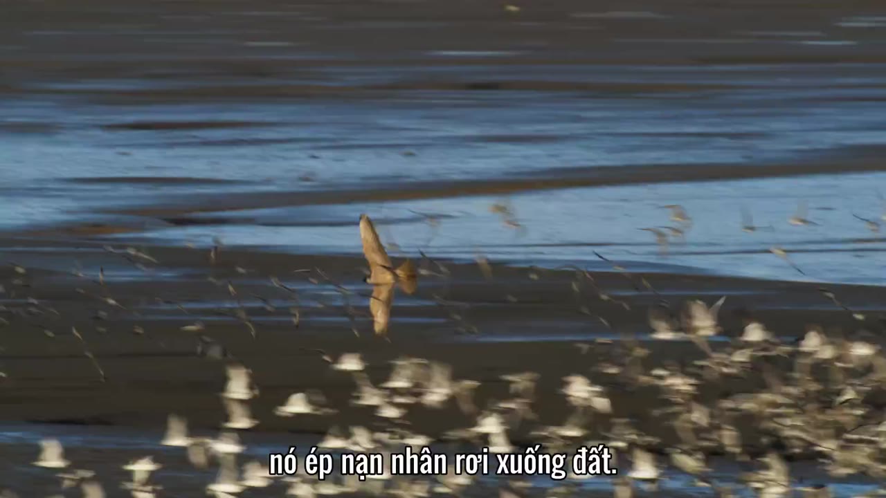 Quần Đảo Anh Hoang Dã tập 4 cảnh 3