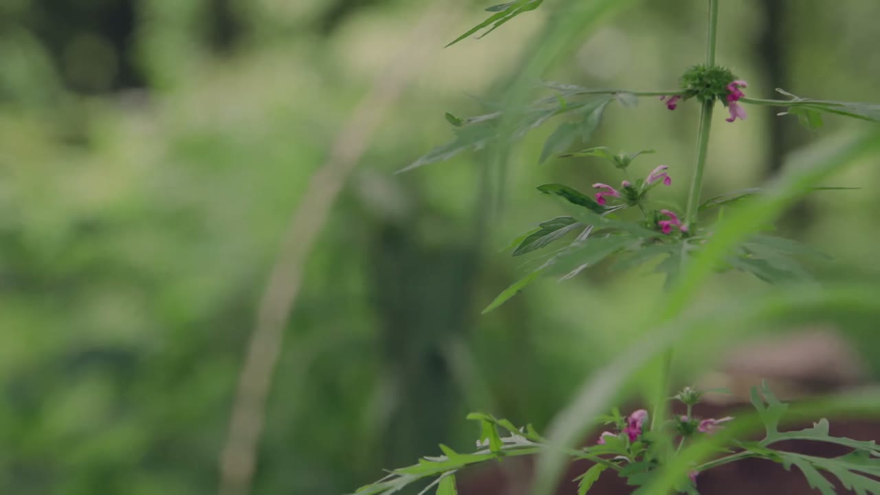 Trường Ca Hành tập 27