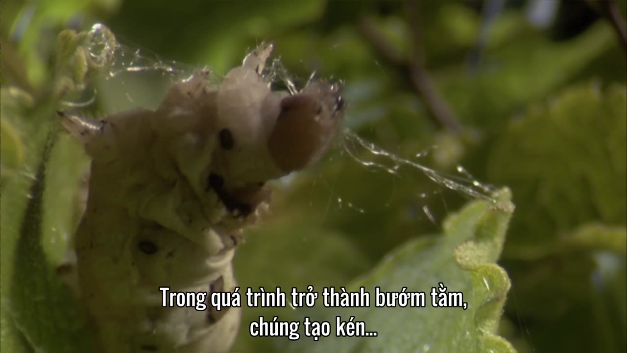 Thiên Nhiên Hoang Dã Trung Quốc tập 4 cảnh 2