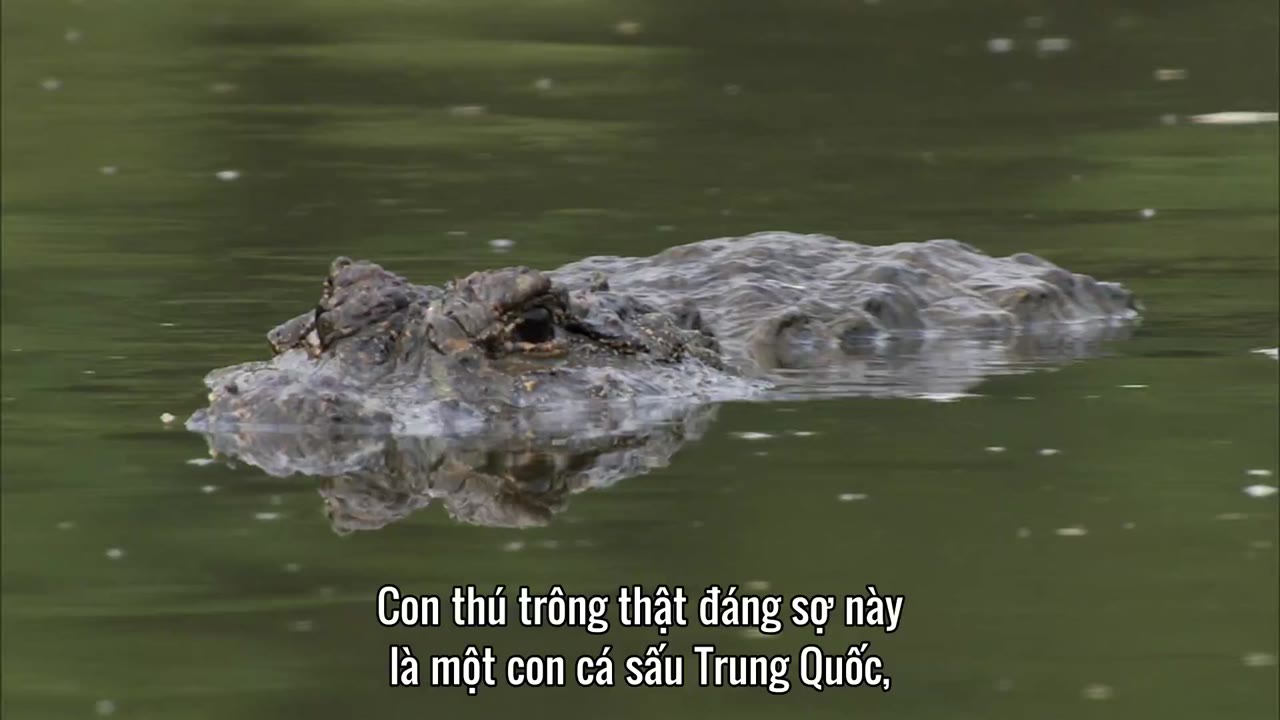 Thiên Nhiên Hoang Dã Trung Quốc tập 5 cảnh 2