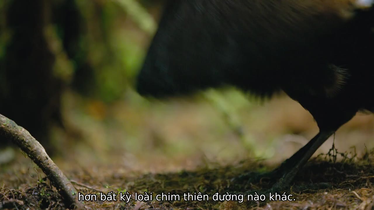 Vũ điệu của loài chim tập 1 cảnh 3