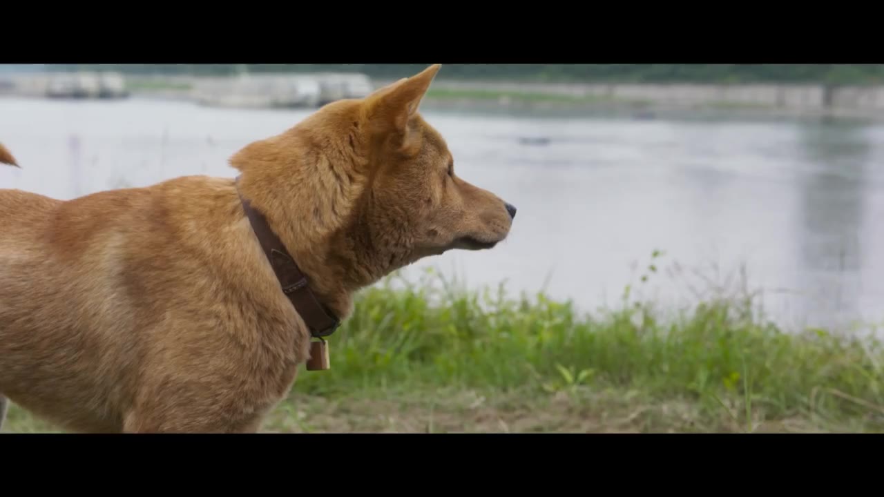 HACHIKO tập 1 cảnh 3