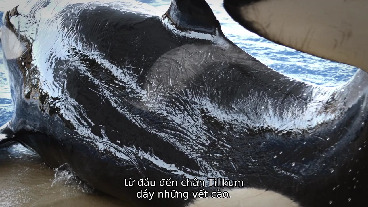 Cá đen tập 1