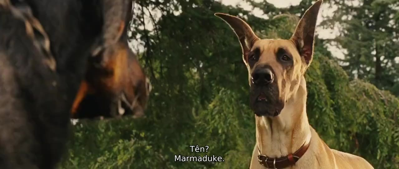 Marmaduke: Khuấy Động Mùa Hè tập 1