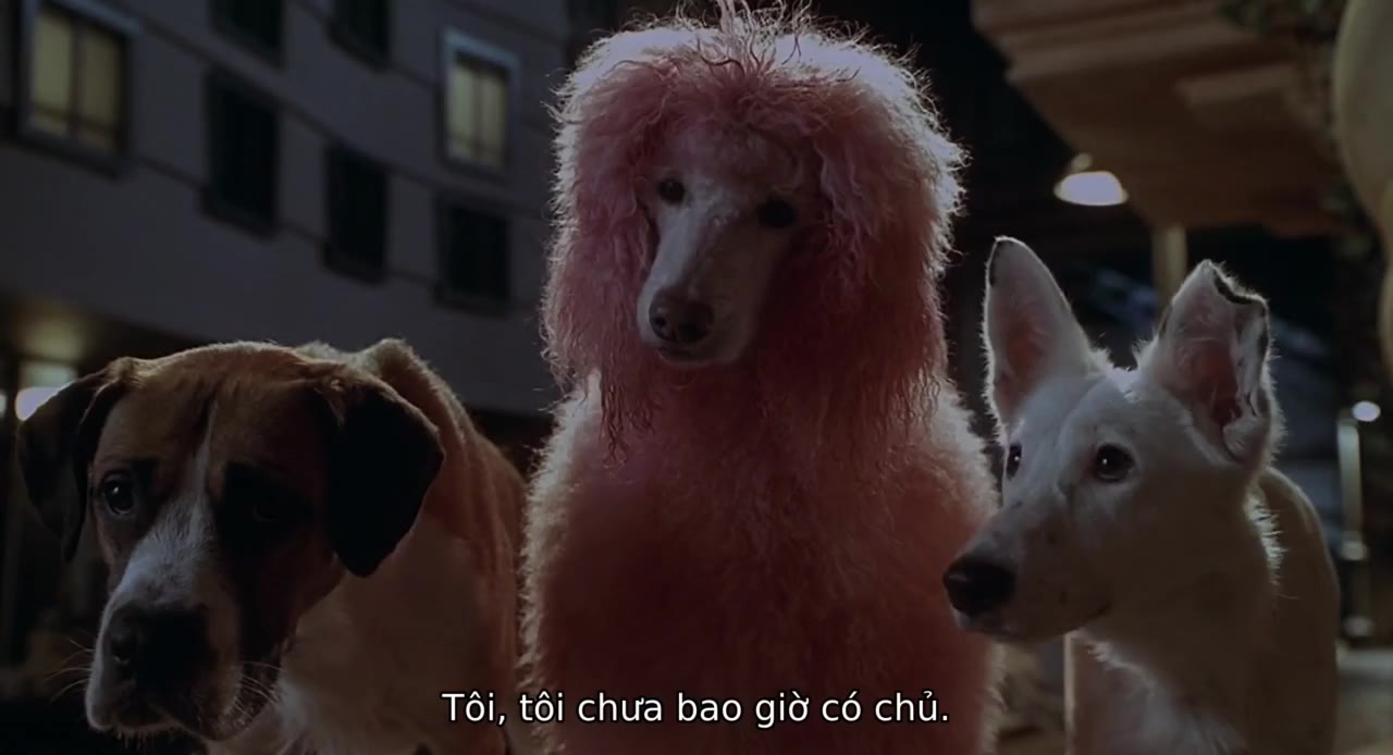 Babe: Heo vào thành phố tập 1 cảnh 2