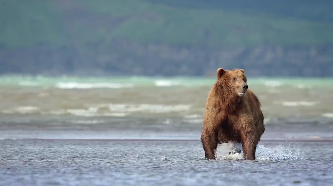Bears tập 1 cảnh 2