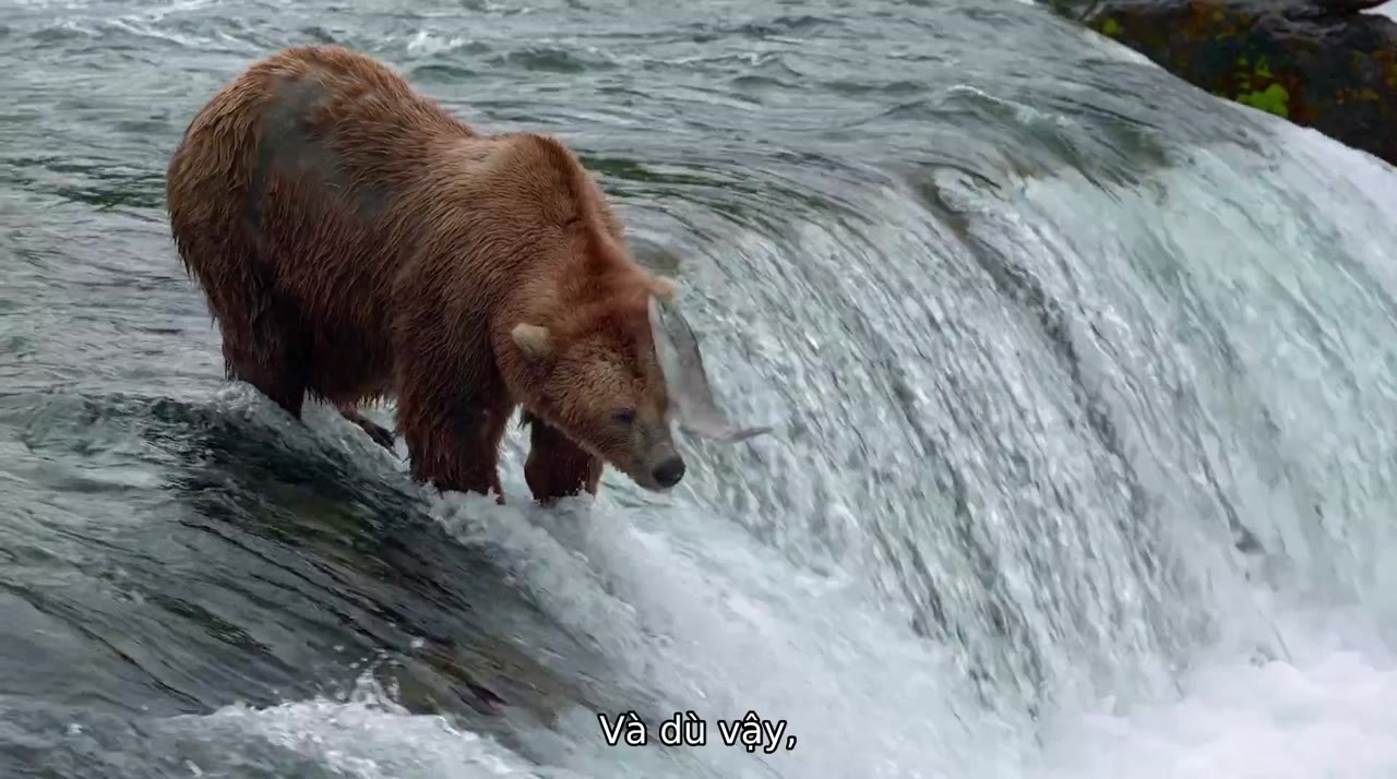 Bears tập 1 cảnh 3