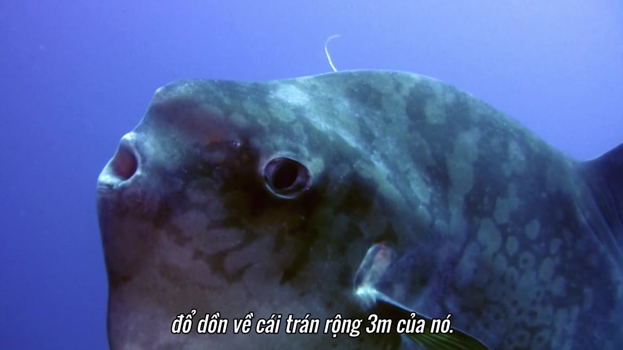 Hành tinh kỳ quái tập 4