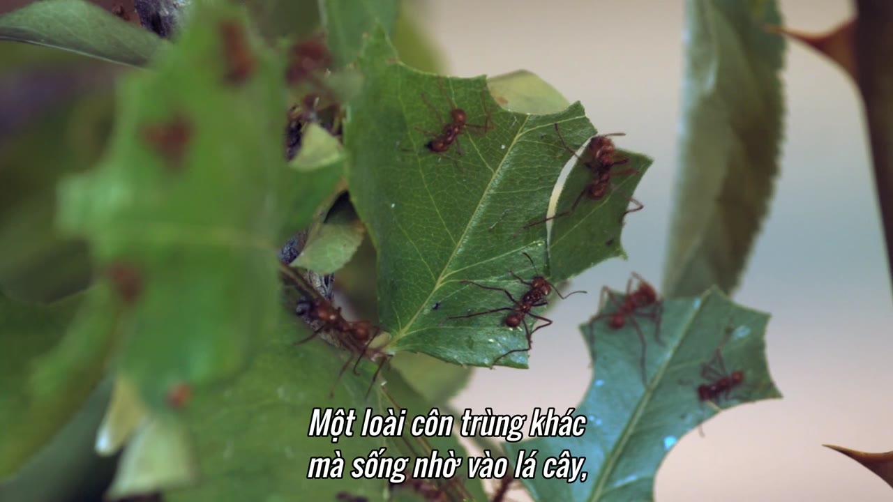 Hành tinh kỳ quái tập 8