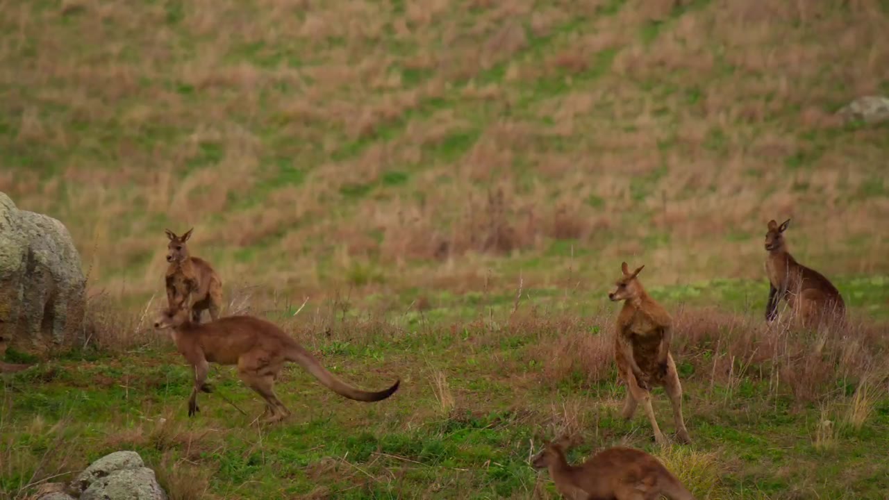Thung lũng kangaroo tập 1 cảnh 3