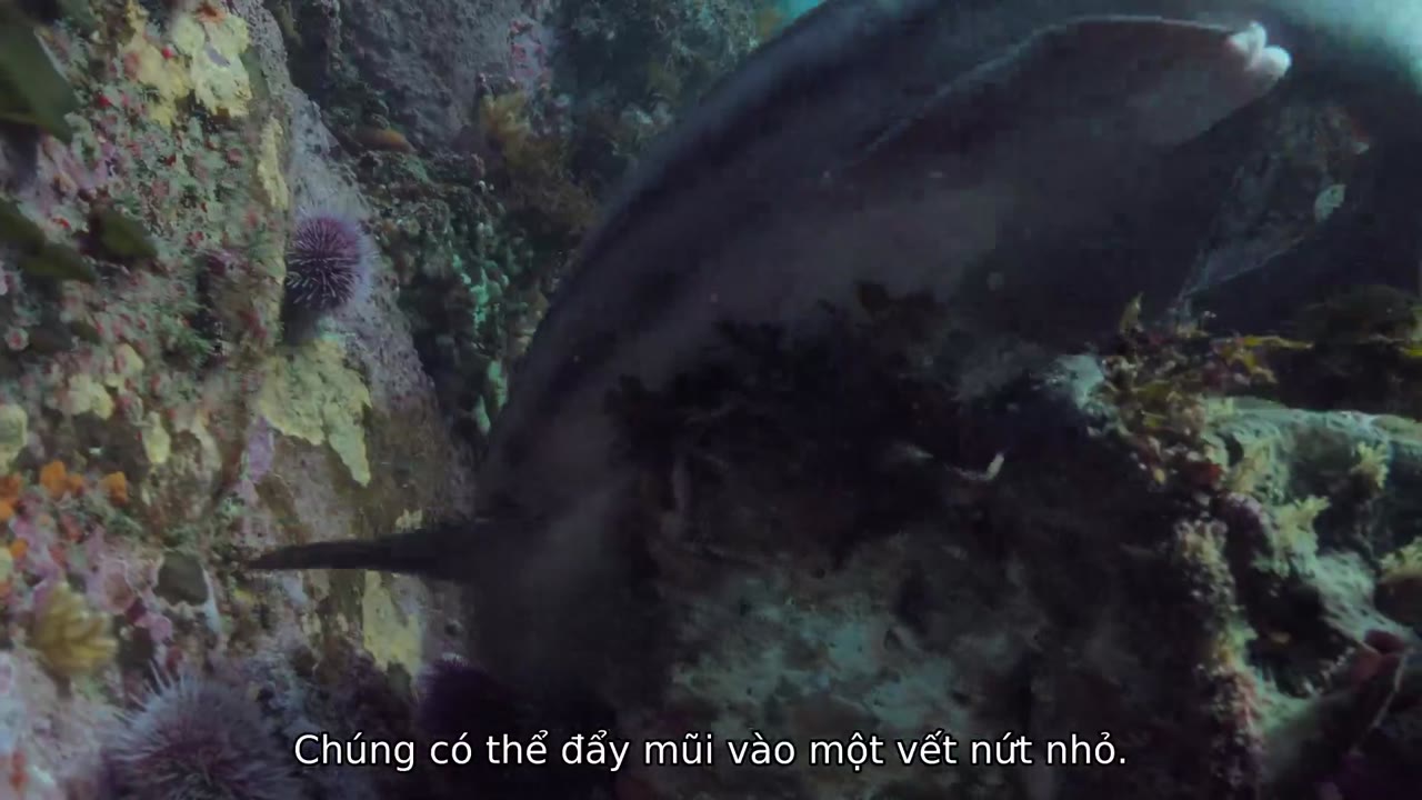 Cô giáo bạch tuộc - cảnh 1