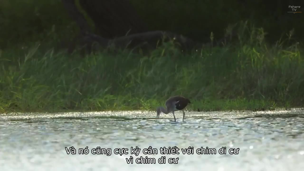 Những người yêu chim tập 1